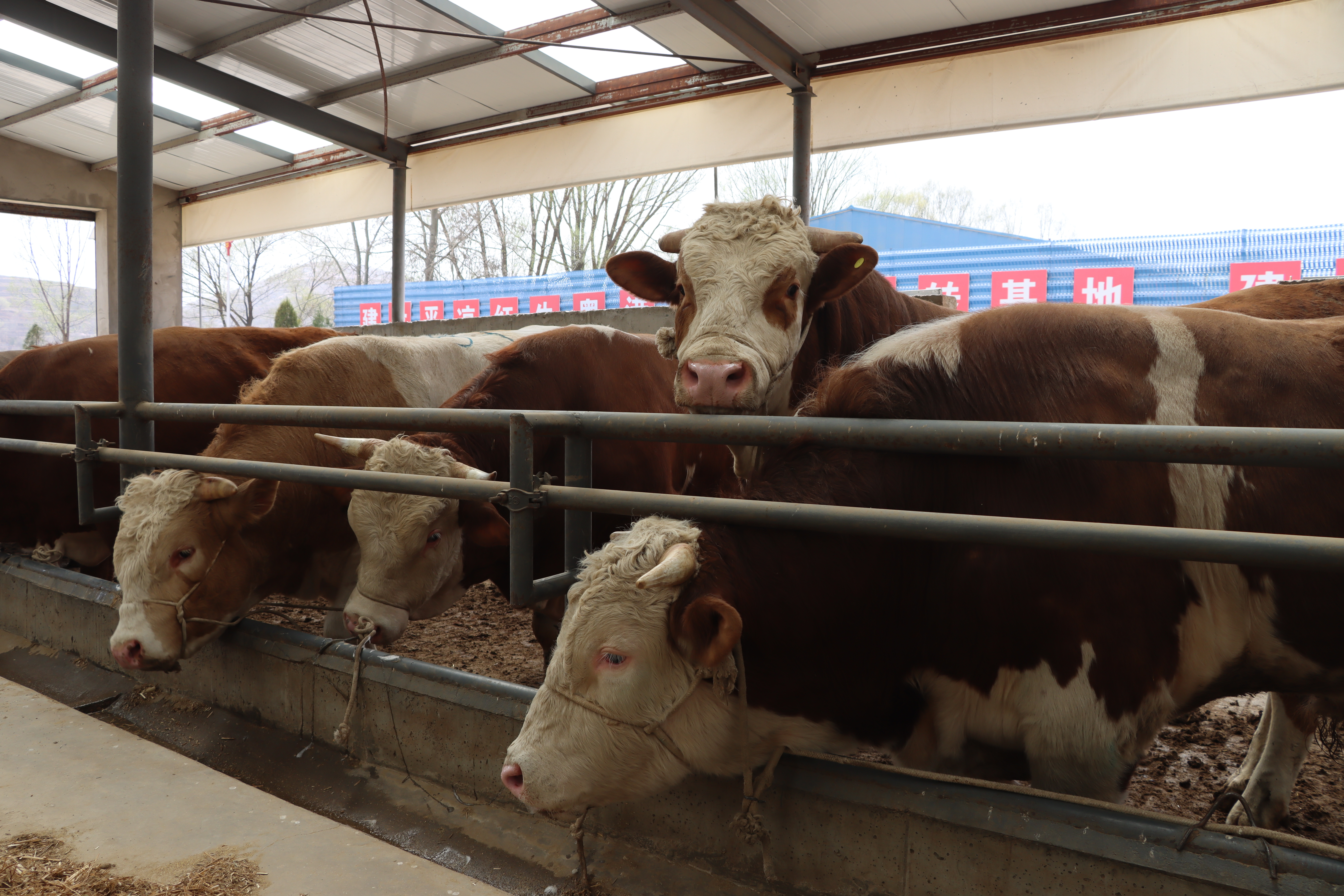 养了牛去哪儿卖?静宁有了活牛交易市场