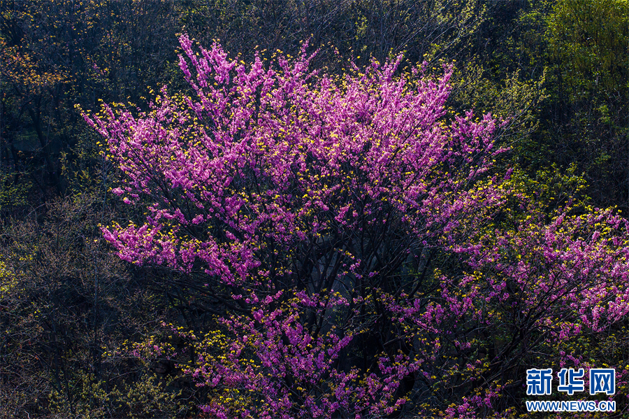4月6日，河南鲁山，山坡上盛开的紫荆花。