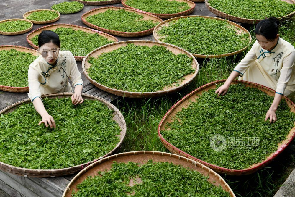2024年4月9日，“茶姑”正在将大妈们从江西省德兴市大茅山采摘回来的野生高山云雾春芽晾干。
