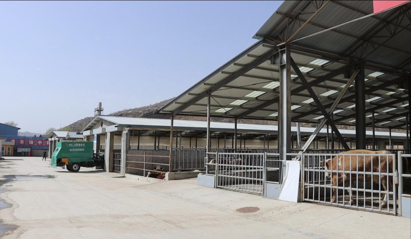 养了牛去哪儿卖?静宁有了活牛交易市场