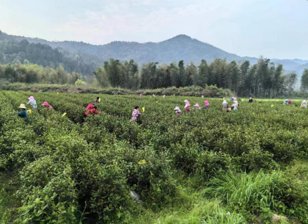 永修县:春茶采摘正当时 产业帮扶促振兴凤凰网江西_凤凰网