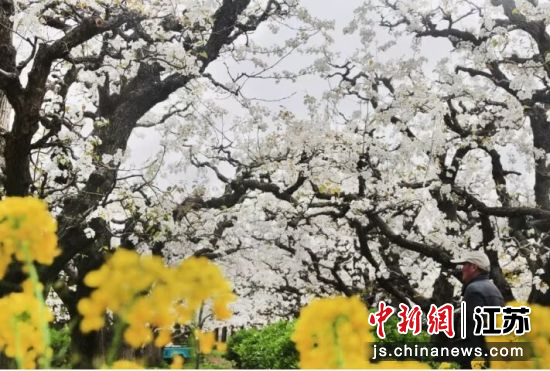 宿豫区千亩梨园风光旖旎。
