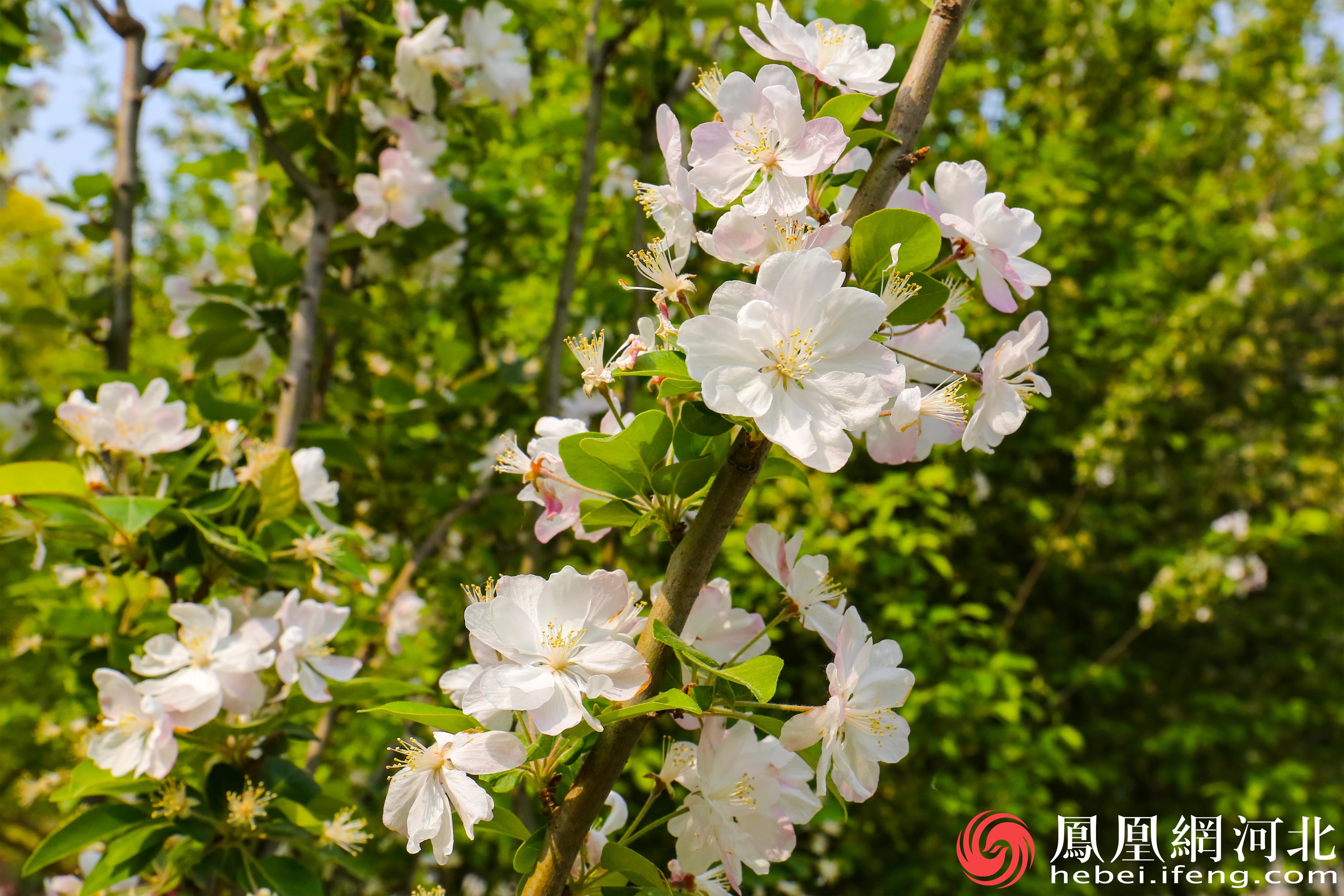 西府海棠花以其独特的魅力，成为了欧韵公园中一道亮丽的风景线。