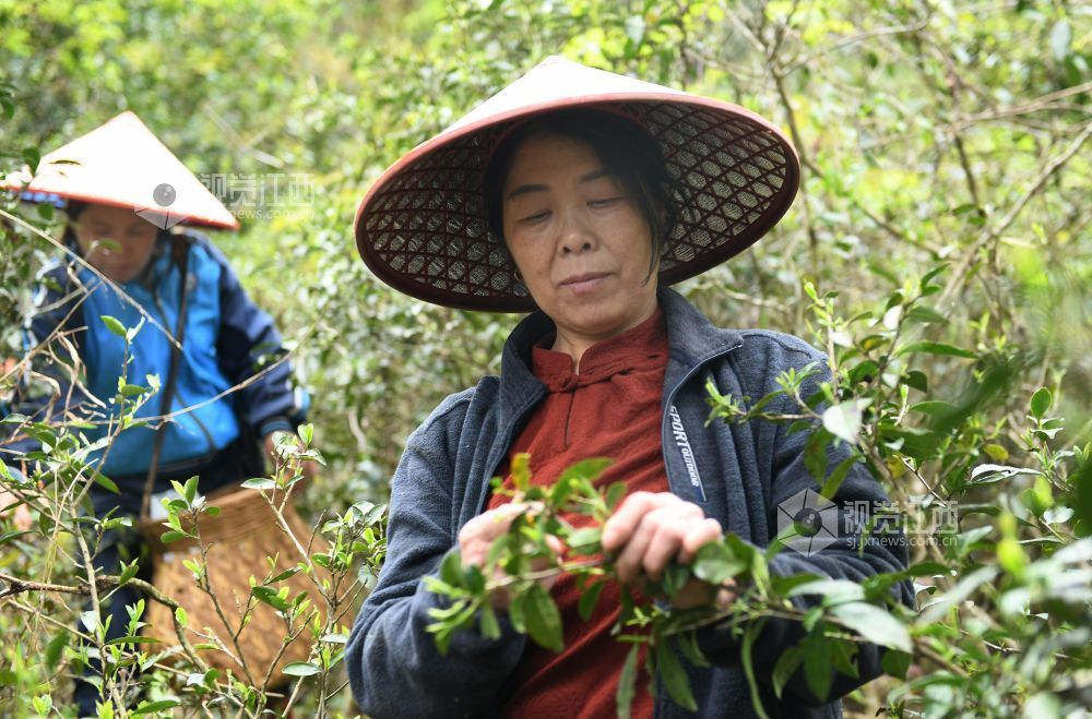 2024年4月9日，当地采茶大妈正在地处海拔近千米江西省德兴市大茅山采摘野生高山云雾春芽。