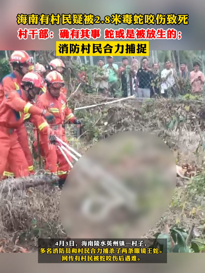 #海南有村民疑被28米毒蛇咬伤致死 ，村干部：确有其事，消防村民合力捕捉#热点知多少_凤凰网视频_凤凰网