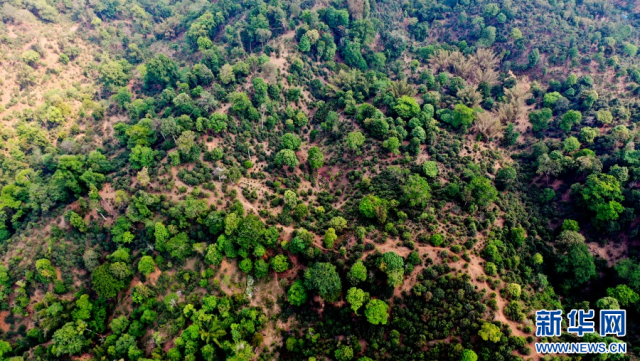 航拍视角下的贺开古茶园（4月2日摄）。新华网 刘云 摄