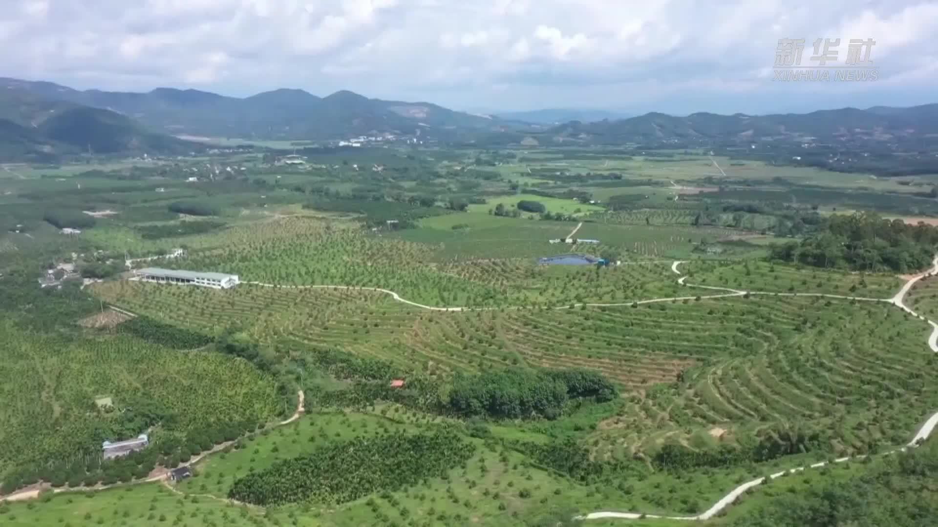 海南乐东榴莲预计5月成熟上市