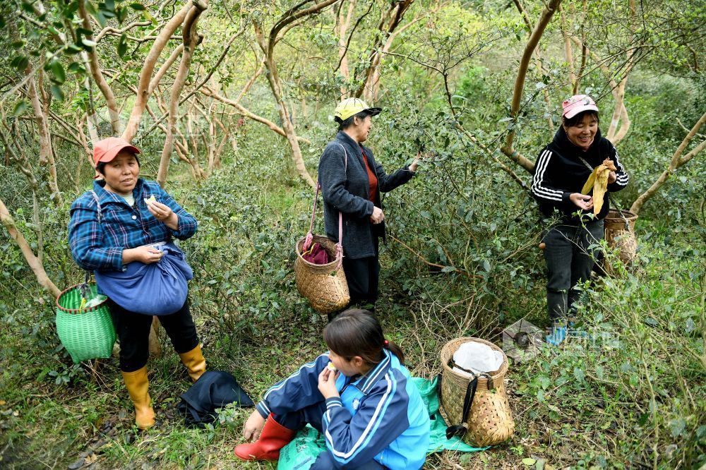 2024年4月9日，正在江西省德兴市大茅山采茶大妈的正在茶山稍作休息，开心吃上一口自己带上山的干粮。