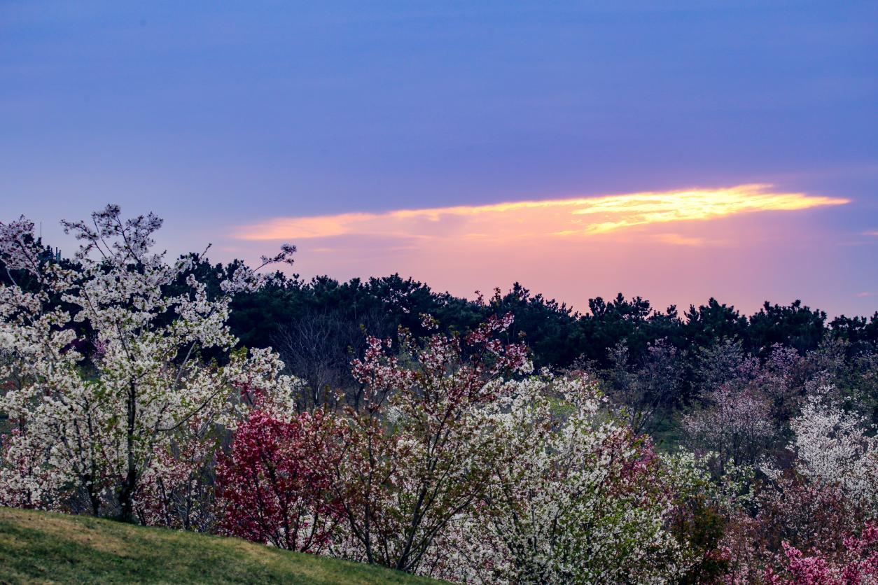 夕阳西下,白鹭湾的樱花与远处的余晖显得更加神奇和美丽。张明慷 摄