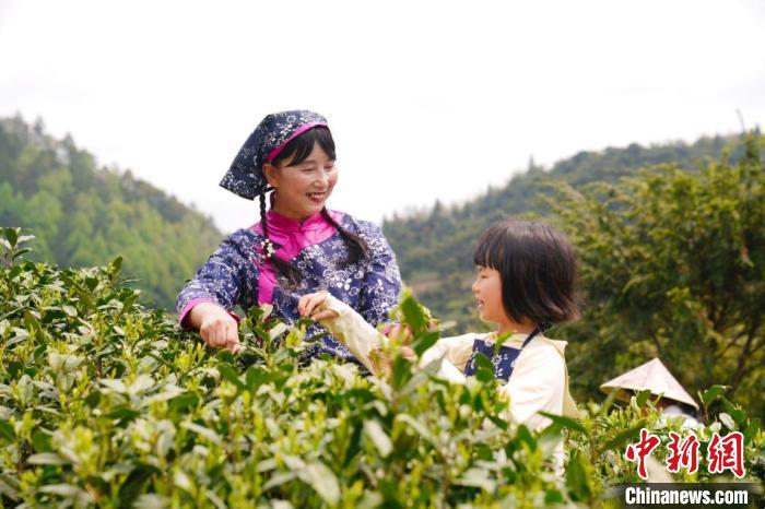 正在体验采茶的孩子。中新网 李林烜 摄