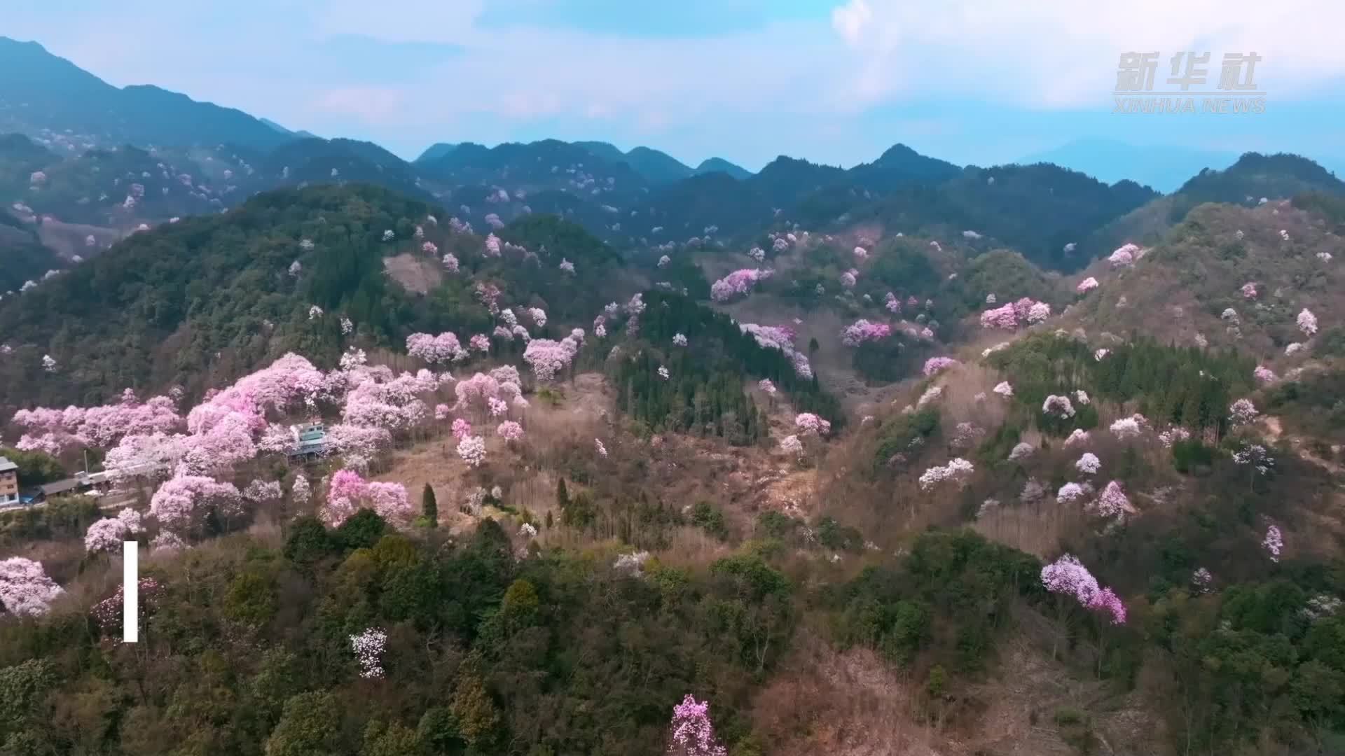 四川绵阳：辛夷花开促“春日经济”