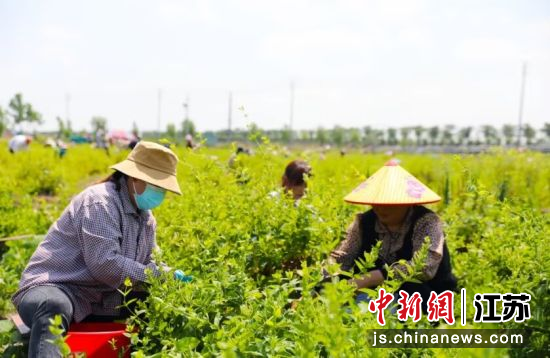 金银花是花朵，也是农民手中致富的“金钥匙”。宿豫区委宣传部供图