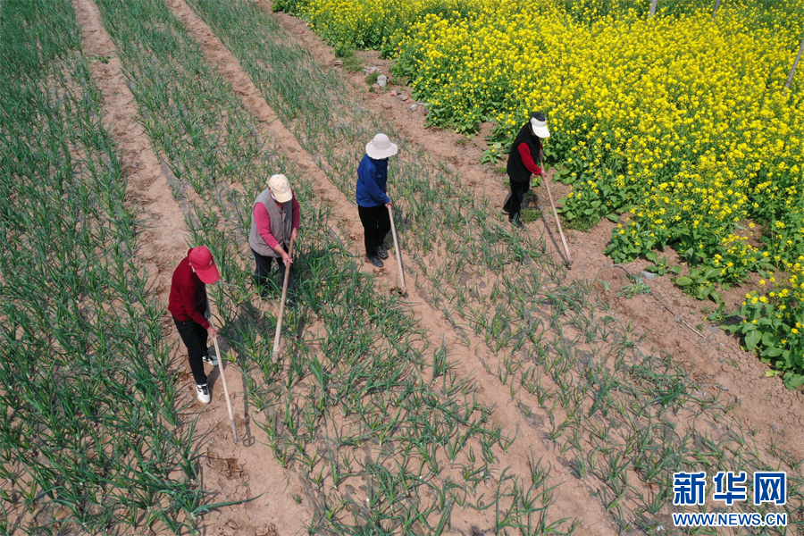 4月7日，河南省沁阳市沁园街道皮庄村，农民在田间劳作。