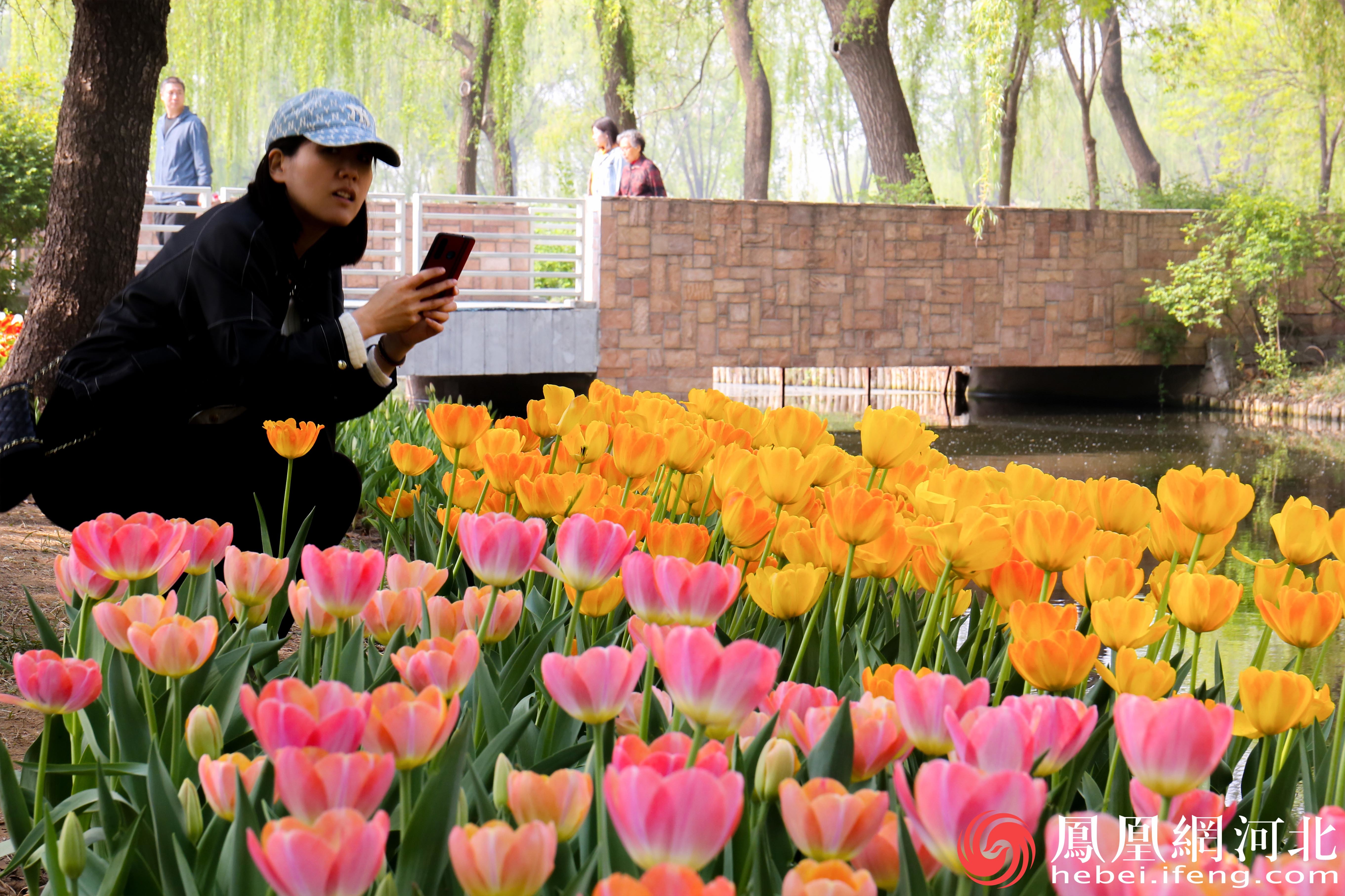 市民拿出手机蹲在花海边缘，用镜头捕捉着郁金香此时的美丽。