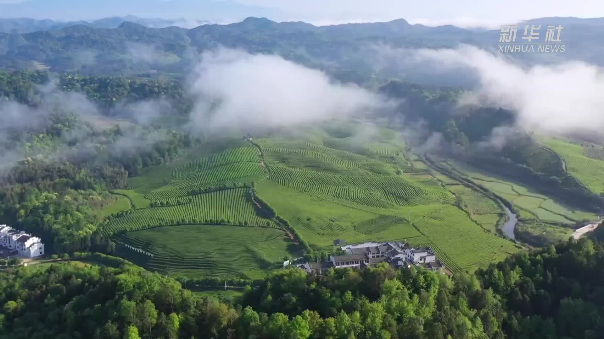 江西婺源：万亩茶飘香 村民采摘忙