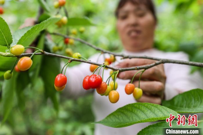 贵州桐梓樱桃进入采摘季