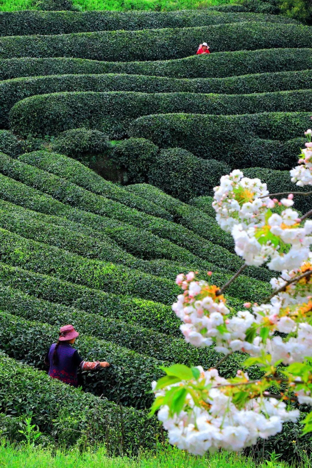 勉县茶园,亦有花香。摄影/赵洪涛