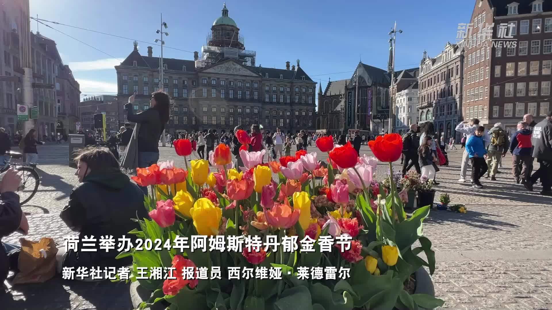 荷兰举办2024年阿姆斯特丹郁金香节