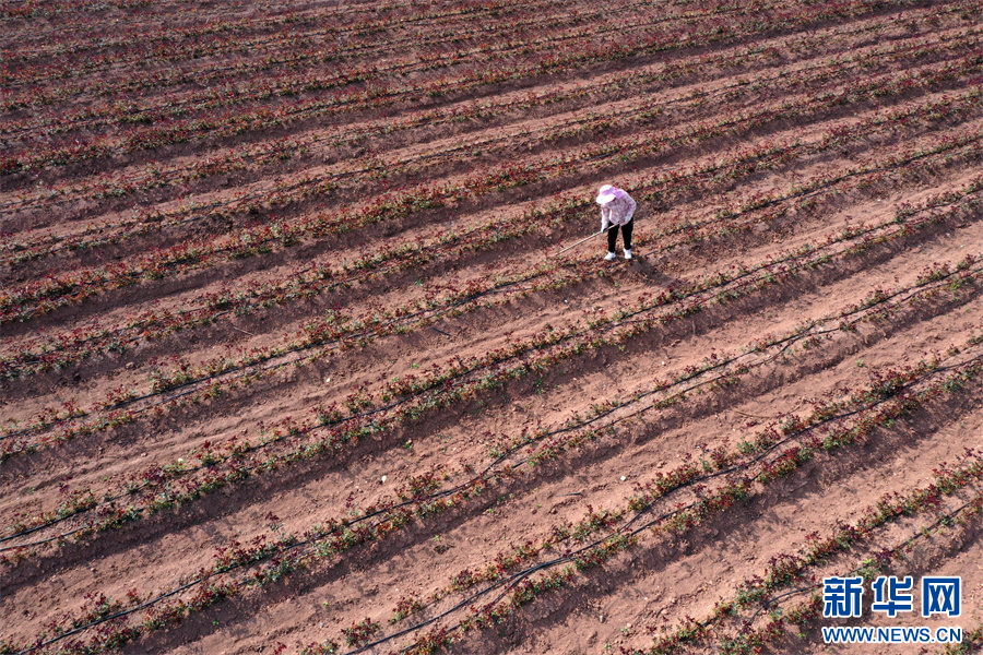 4月7日，河南省沁阳市柏香镇柏香三街村玖玥玫瑰种植专业合作社，农民在管理玫瑰园（无人机照片）。