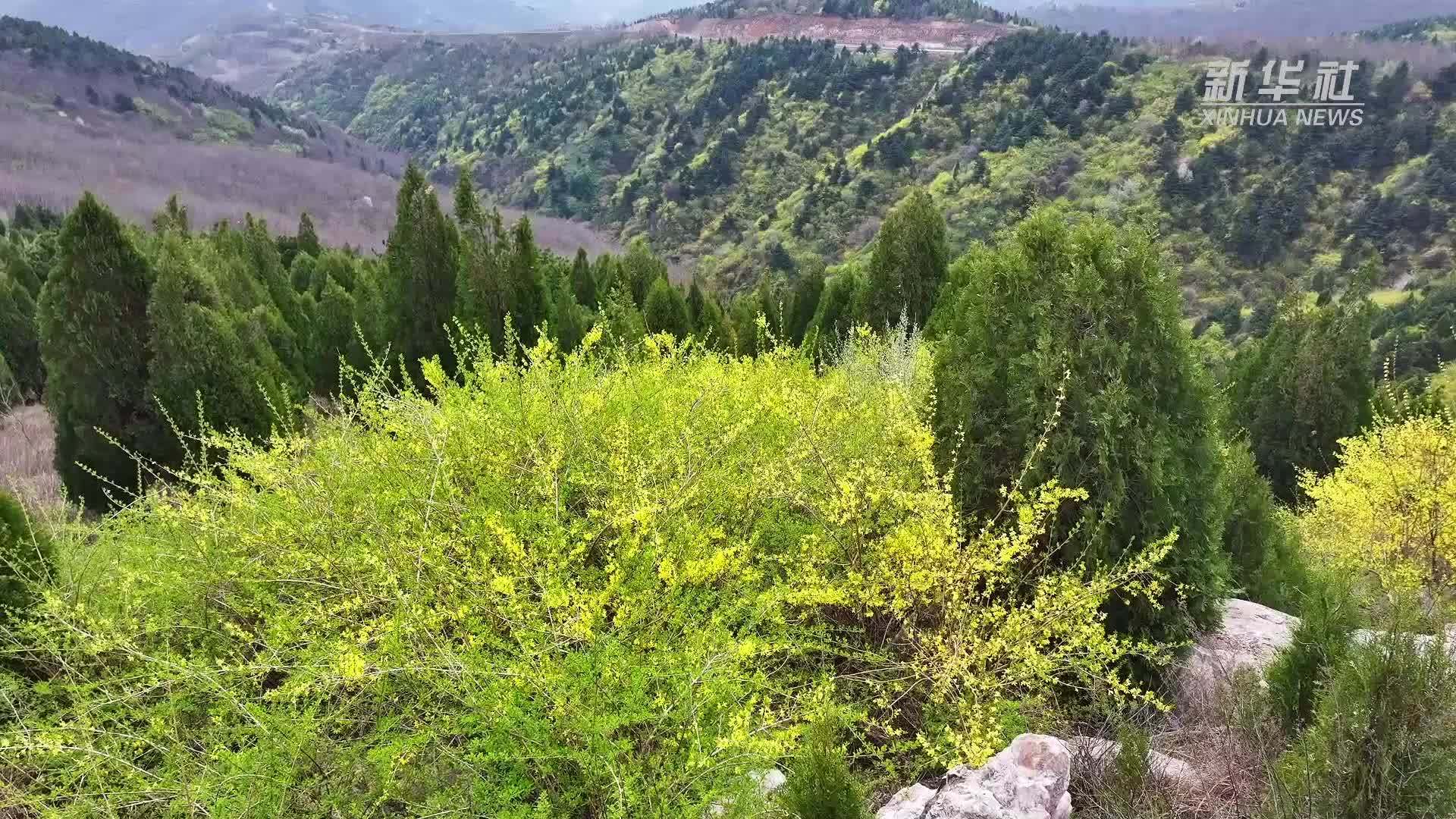 山西平陆：野生连翘花盛开 中条山上披“金装”