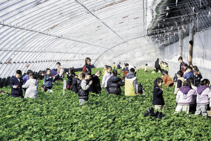 大棚里草莓采摘人气旺。 本组摄影 张扬