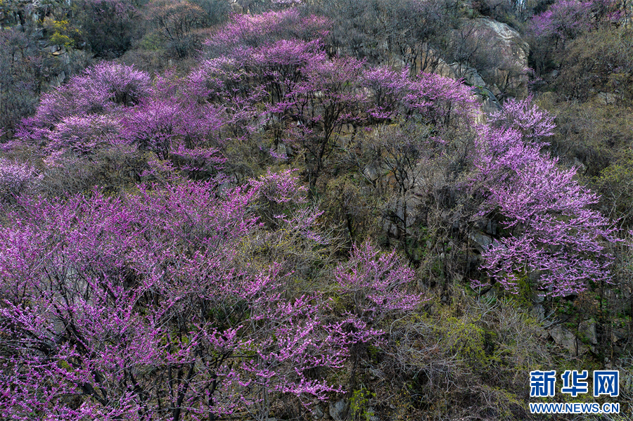 4月6日，河南鲁山，山坡上盛开的紫荆花。