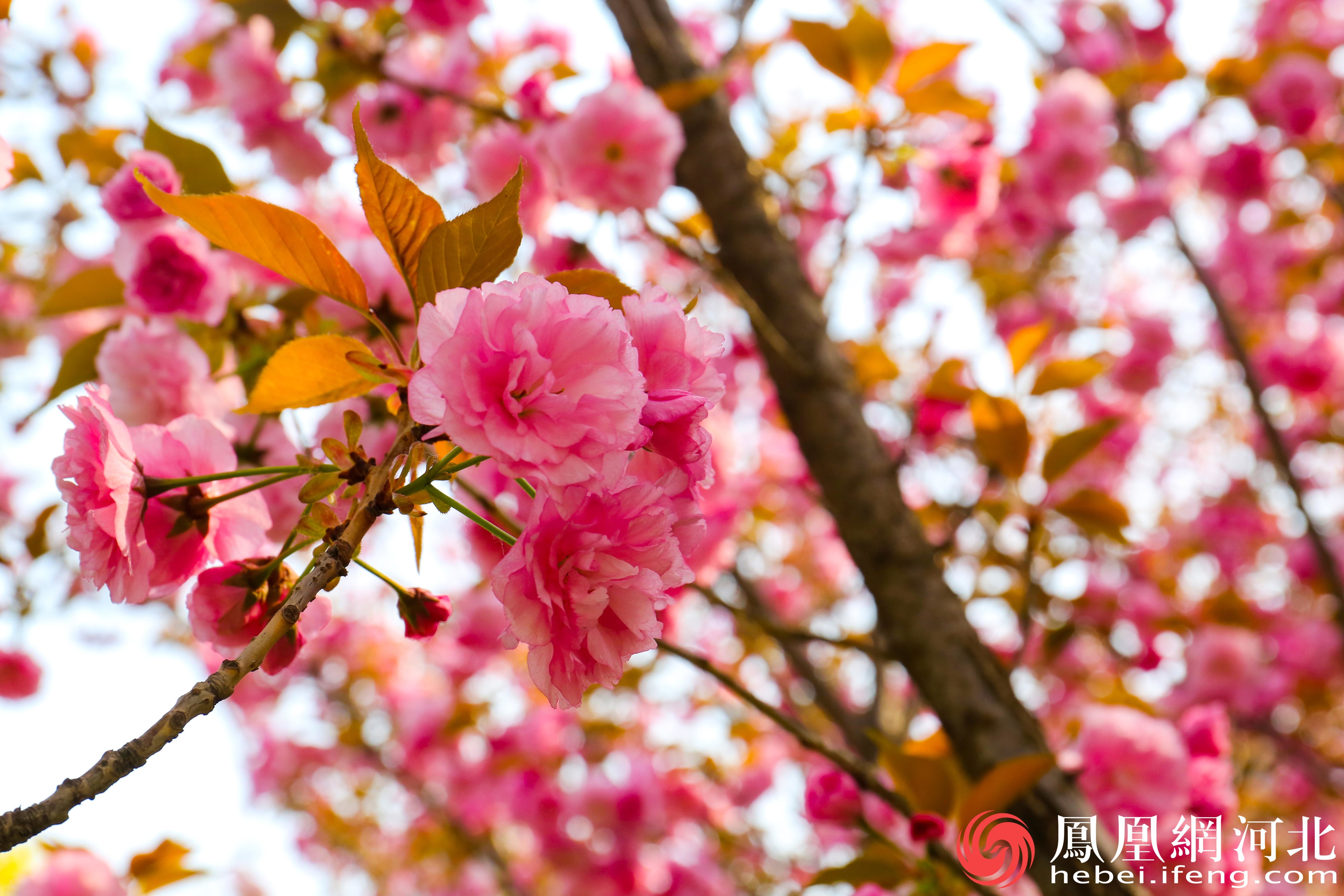 樱花挂满枝头将裕西公园装点得如诗如画。