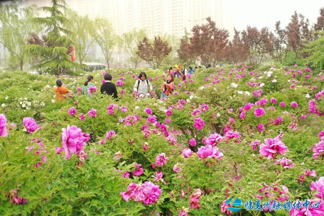 临夏市牡丹长廊　5月