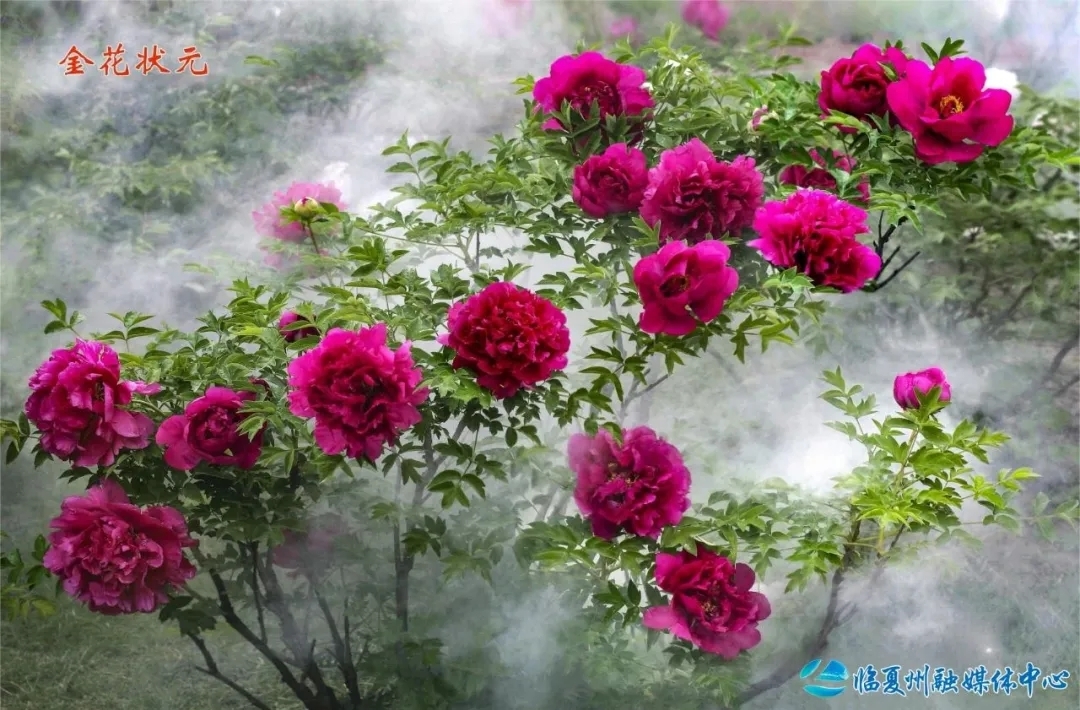 红色系代表花“金花状元”　赵永正/摄