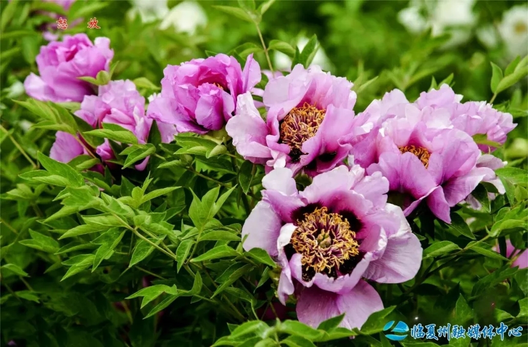 怒放　马忠华/摄