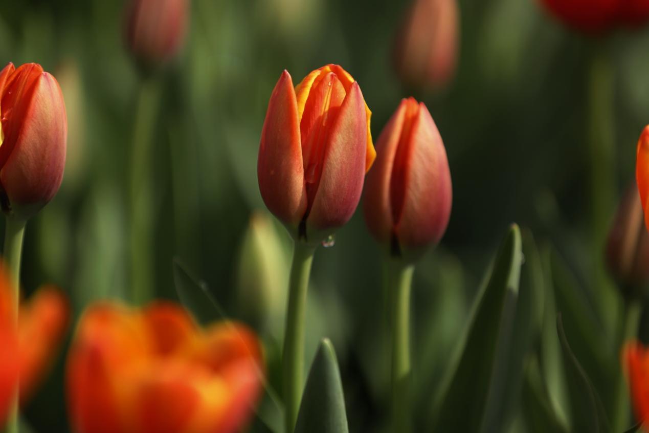 阳光照在花朵上,伴着清晨的露珠,显得更加娇贵可爱。辛崇志 摄