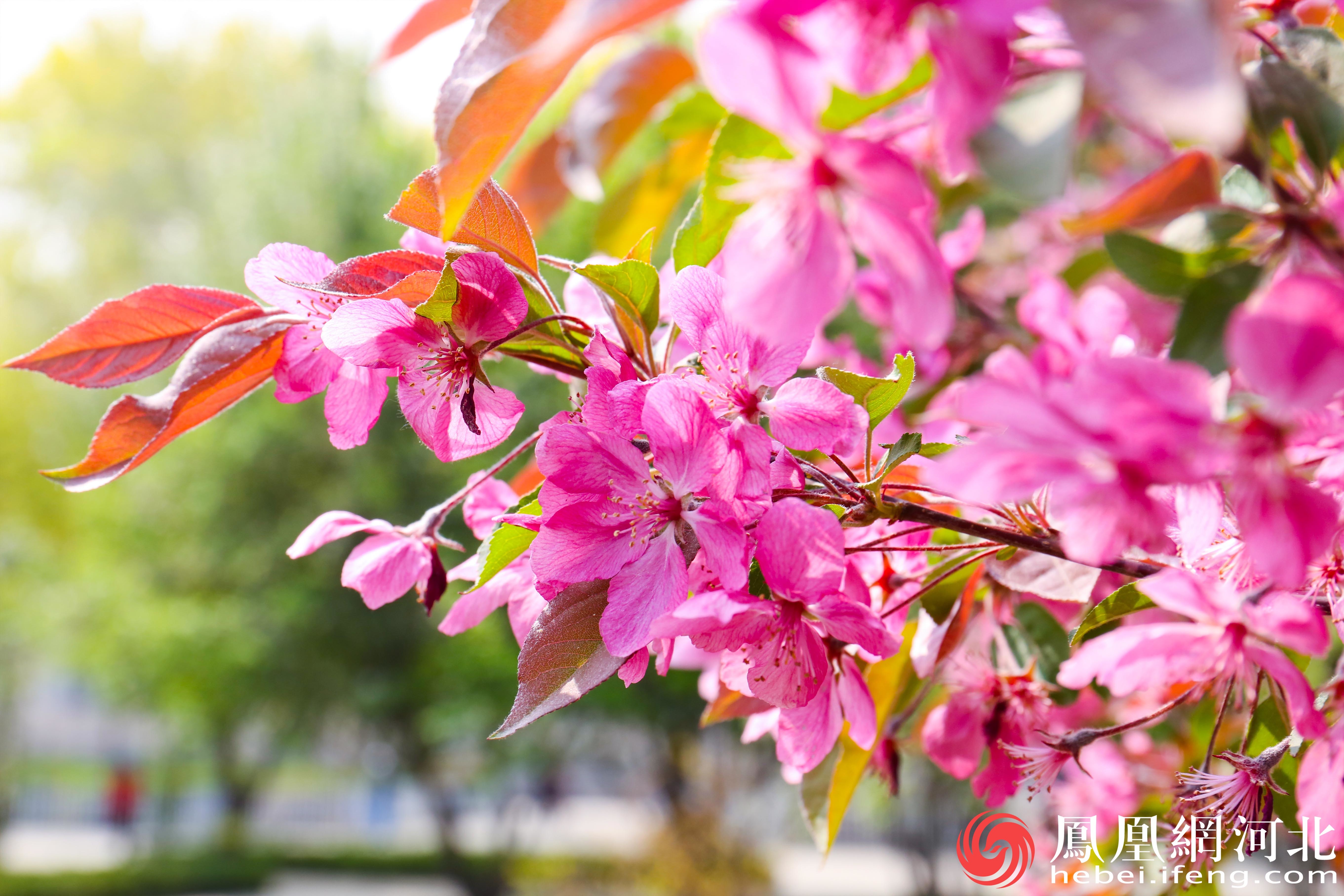 春天海棠花盛开的景象让市民们感受到春天的气息和生命的活力。