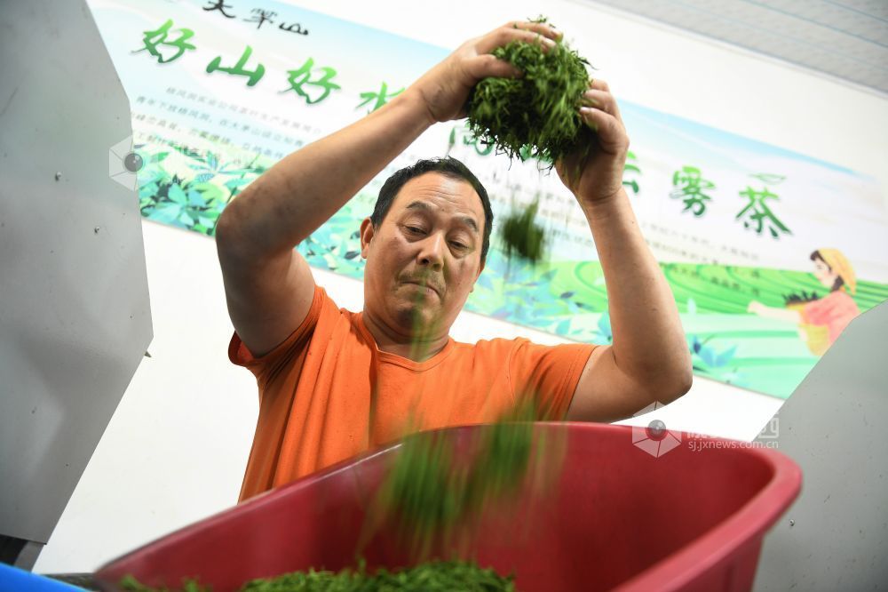 2024年4月9日，江西省德兴市大茅山梧风洞林场茶场技术人员正在制作高山野生云雾春茶。