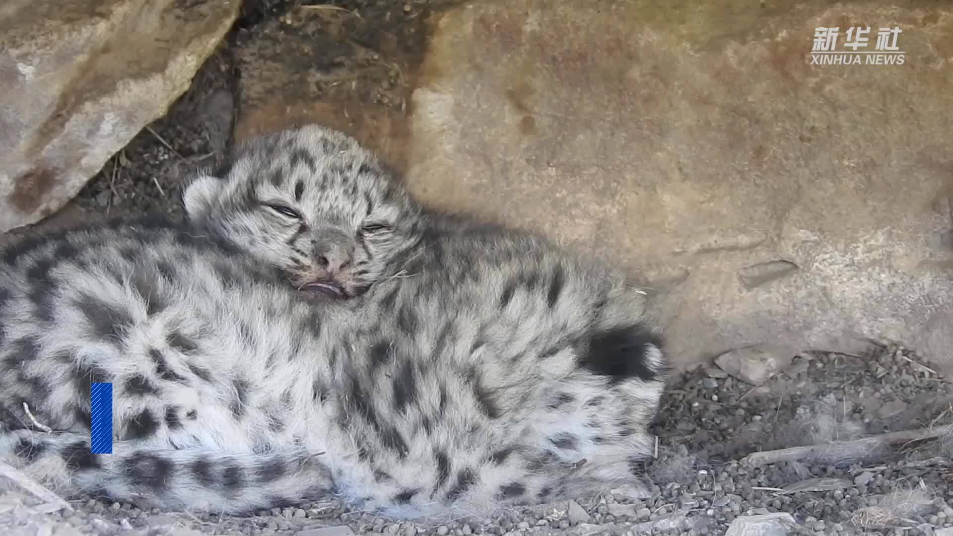 带您看看三江之源的“动物精灵”