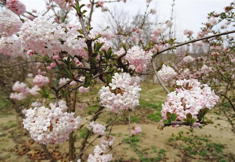 香荚蒾花