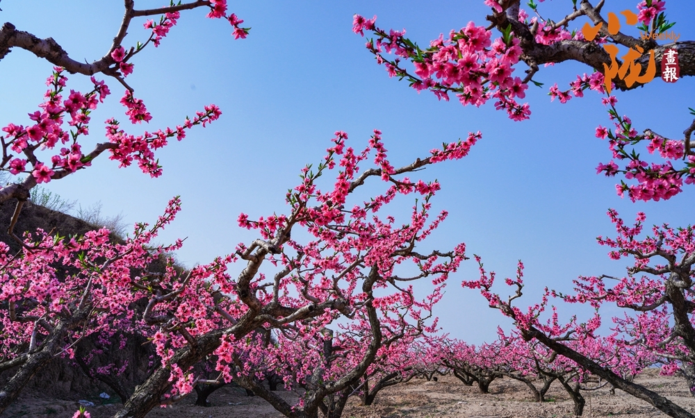 乐享天水麻辣烫之旅赏秦安十里灼灼桃花
