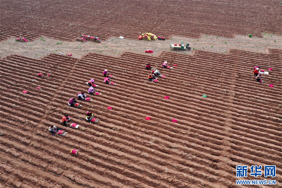 4月4日，河南省沁阳市崇义镇东兰户村，农民在田间种植铁棍山药（无人机照片）。