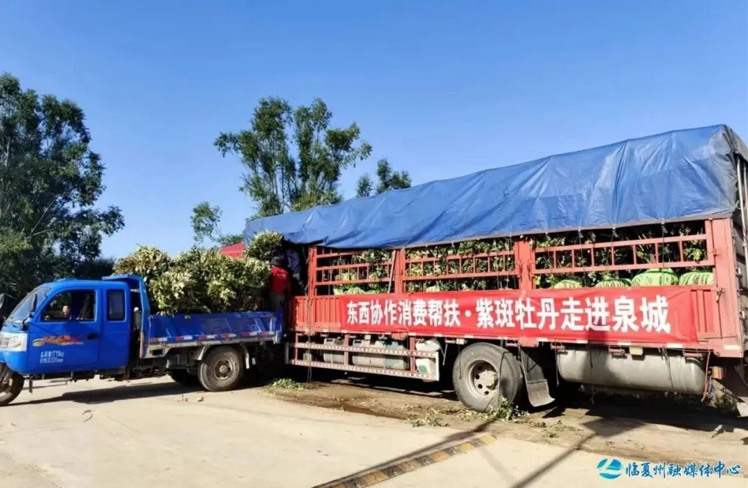 十省联动共扬国色美名　河州牡丹代表甘肃出战