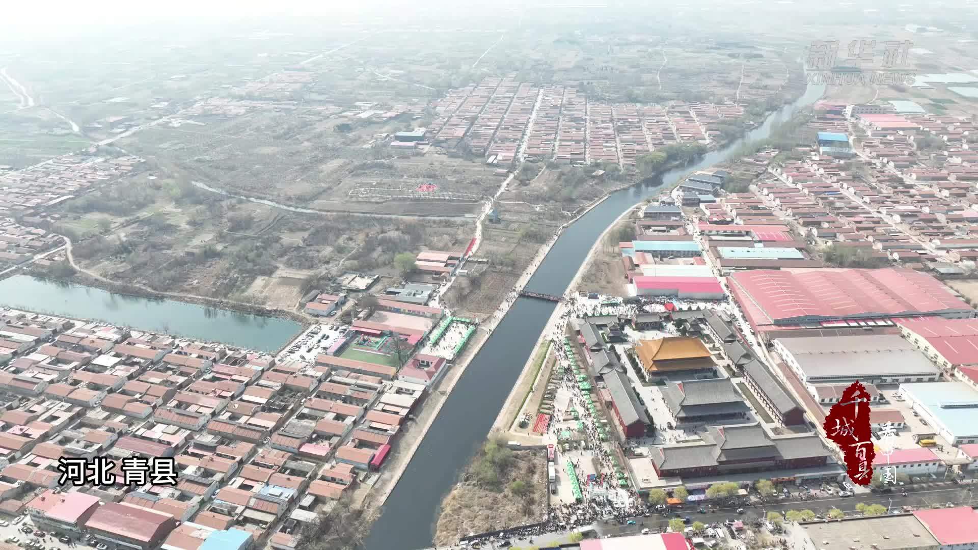 千城百县看中国丨河北青县：百年梨园花开正艳