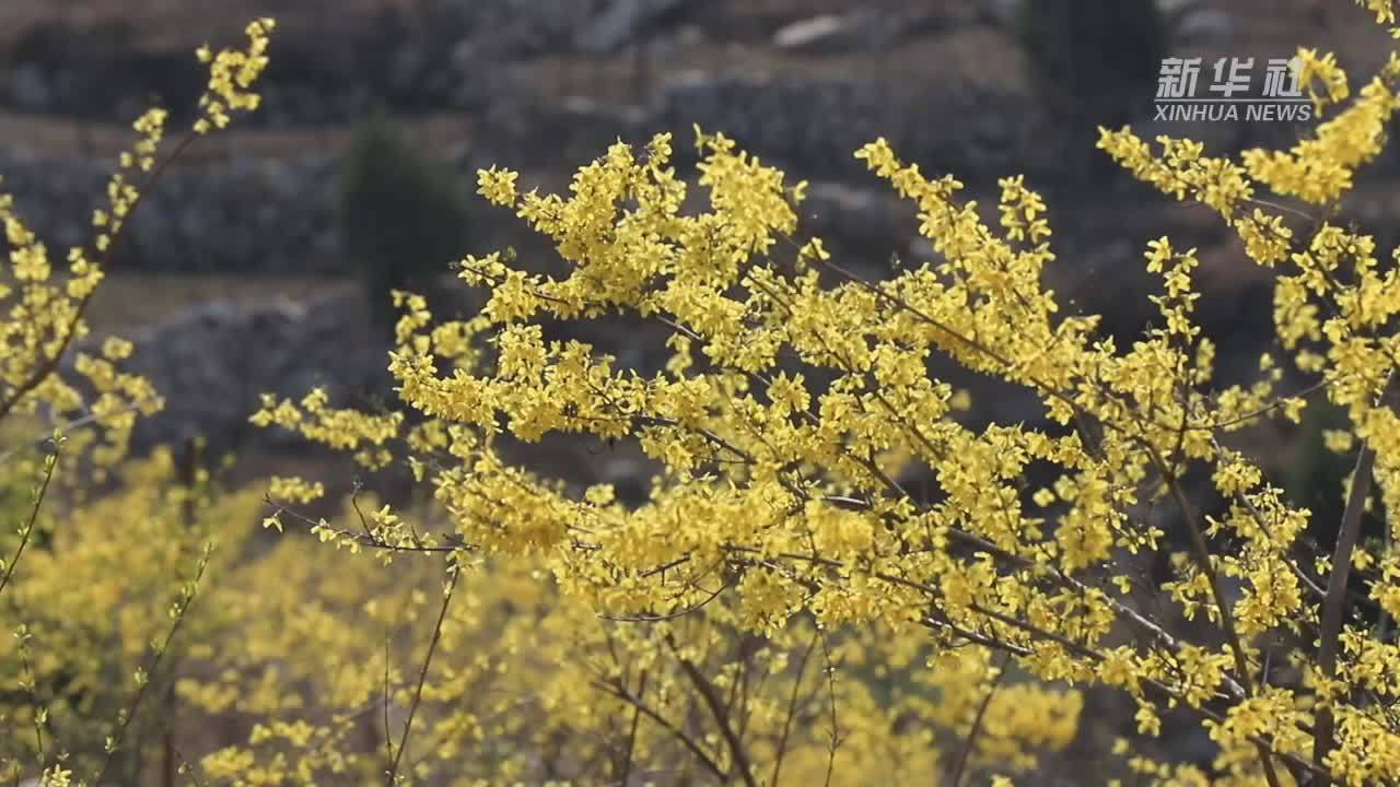 千城胜景｜河北峰峰：清风徐来 连翘花开