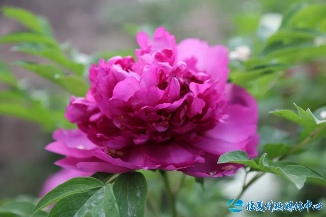 金花状元　常承源/摄