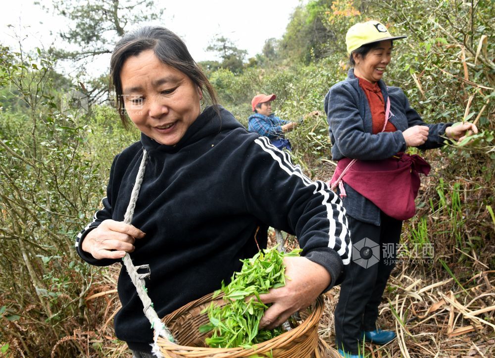 2024年4月9日，当地采茶大妈正在地处海拔近千米江西省德兴市大茅山采摘野生高山云雾春芽。