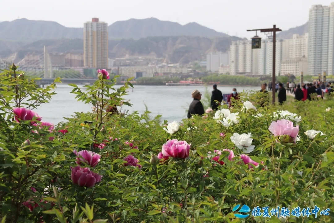 永靖县南滨河路牡丹飘香　冯元鹏/摄