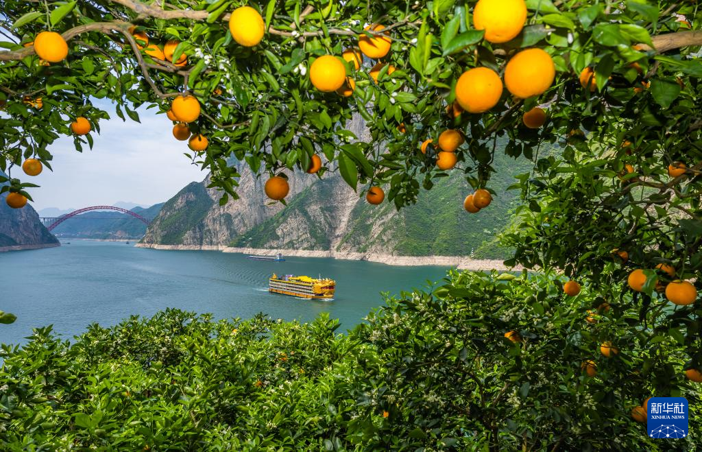 湖北秭归花果同枝春橙飘香