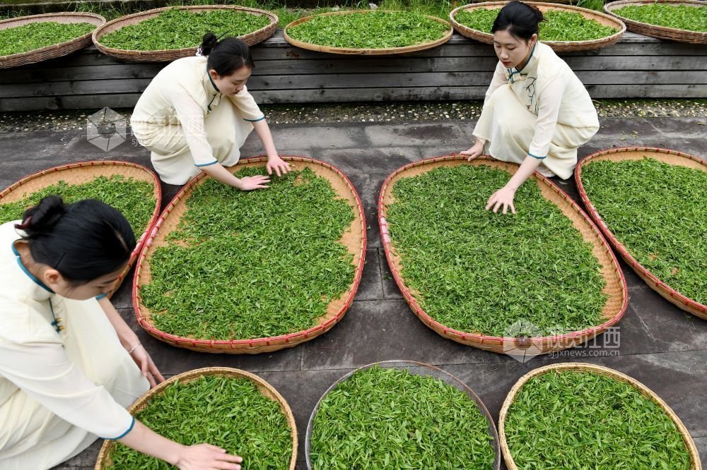 2024年4月9日，“茶姑”正在将大妈们从江西省德兴市大茅山采摘回来的野生高山云雾春芽晾干。