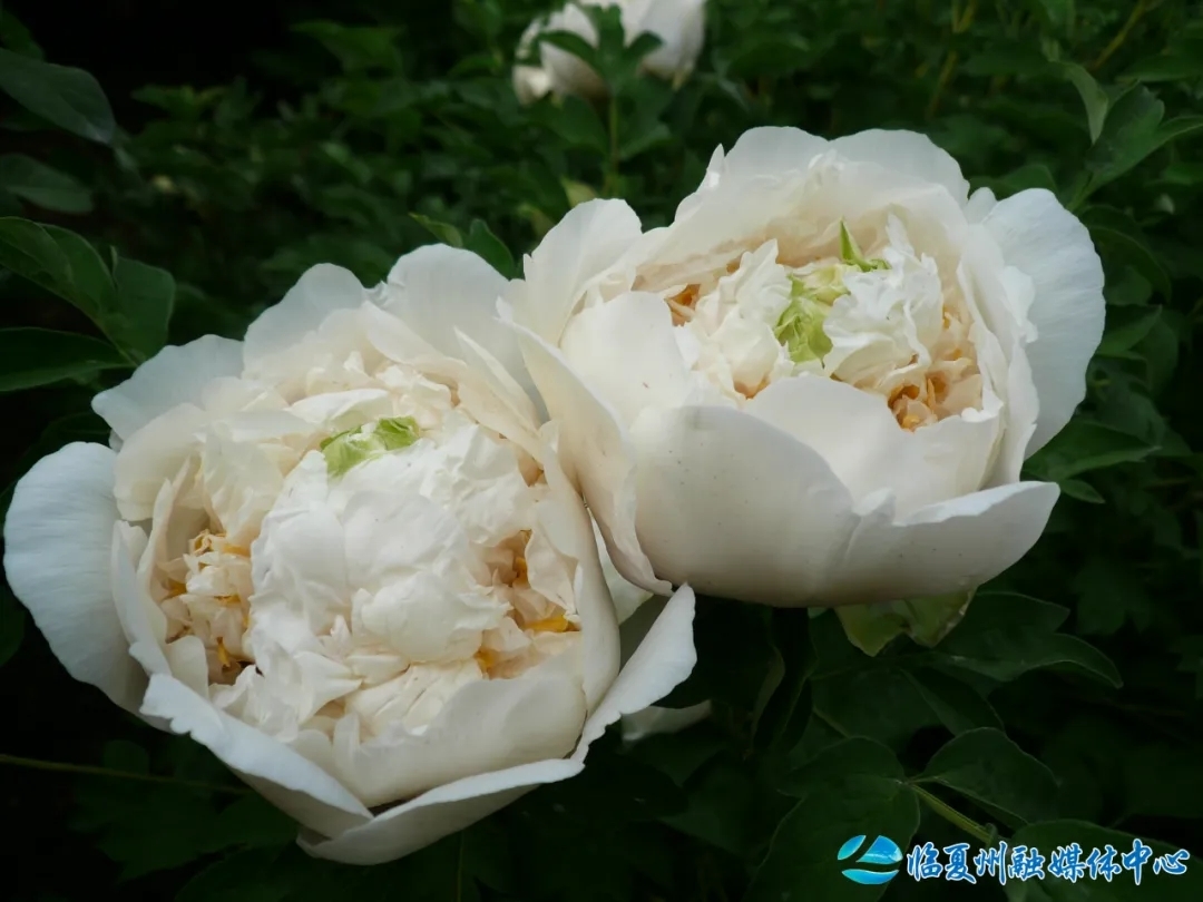 黄色系代表花“佛头青”　常承源/摄