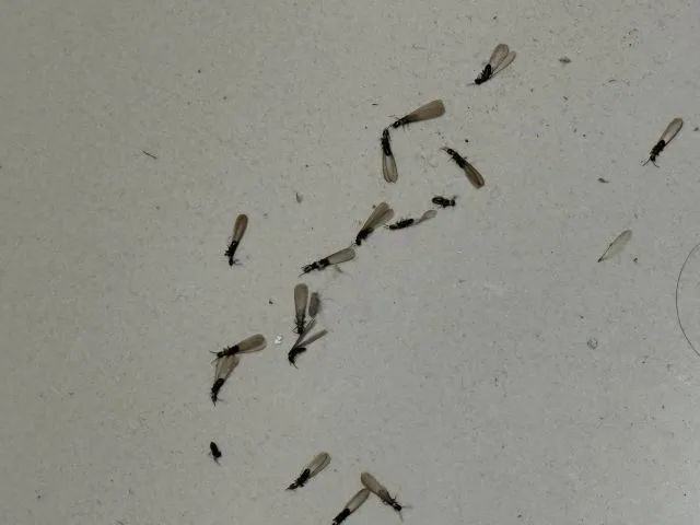 九江怡和苑小区2期白蚁泛滥 网友：密密麻麻 没有办法生活了