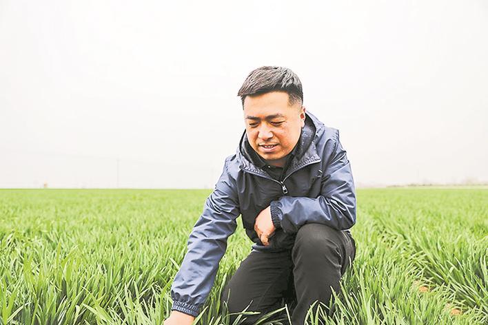 侯江飞在田间查看小麦长势。河北经济日报记者 李佳琦 摄