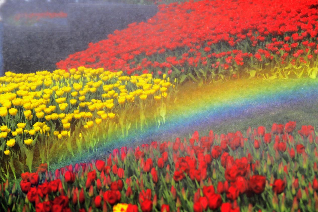 莒县城区郁金香花海色彩斑斓,让人赏心悦目。辛崇志 摄