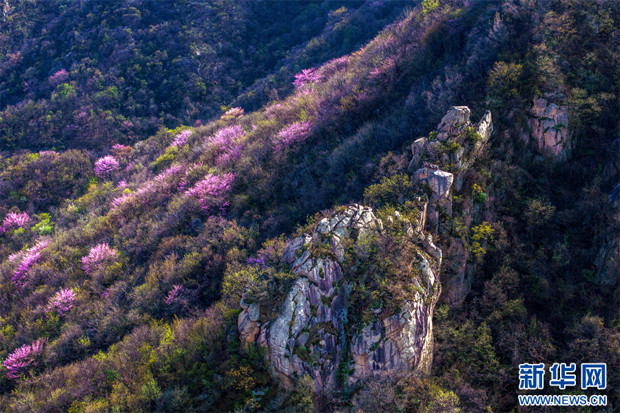 4月6日，河南鲁山，山坡上盛开的紫荆花。